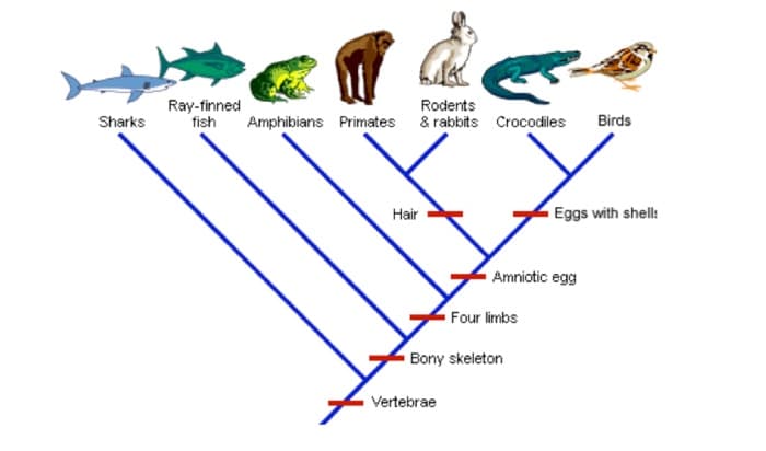 Ray-finned
fish
Rodents
Sharks
Amphibians Primates & rabbits Crocodiles
Birds
Hair
Eggs with shell:
Amniotic egg
Four limbs
Bony skeleton
Vertebrae
