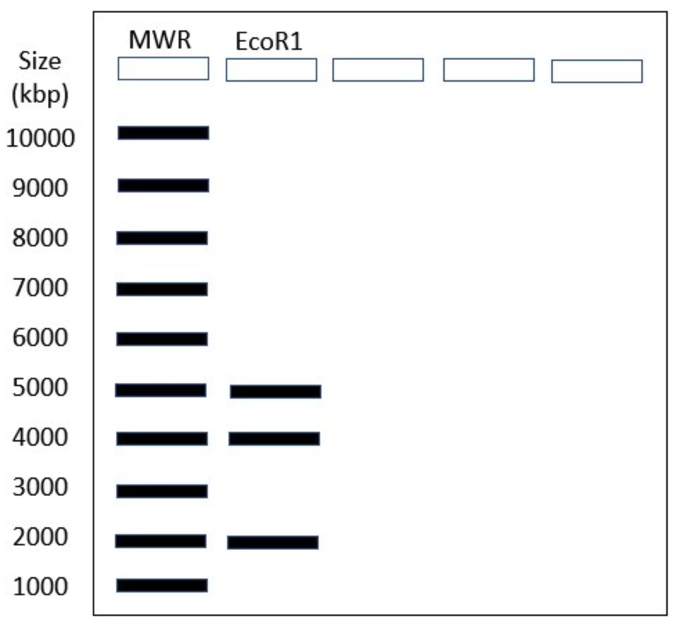 Size
(kbp)
10000
9000
8000
7000
6000
5000
4000
3000
2000
1000
MWR EcoR1
||||||||||