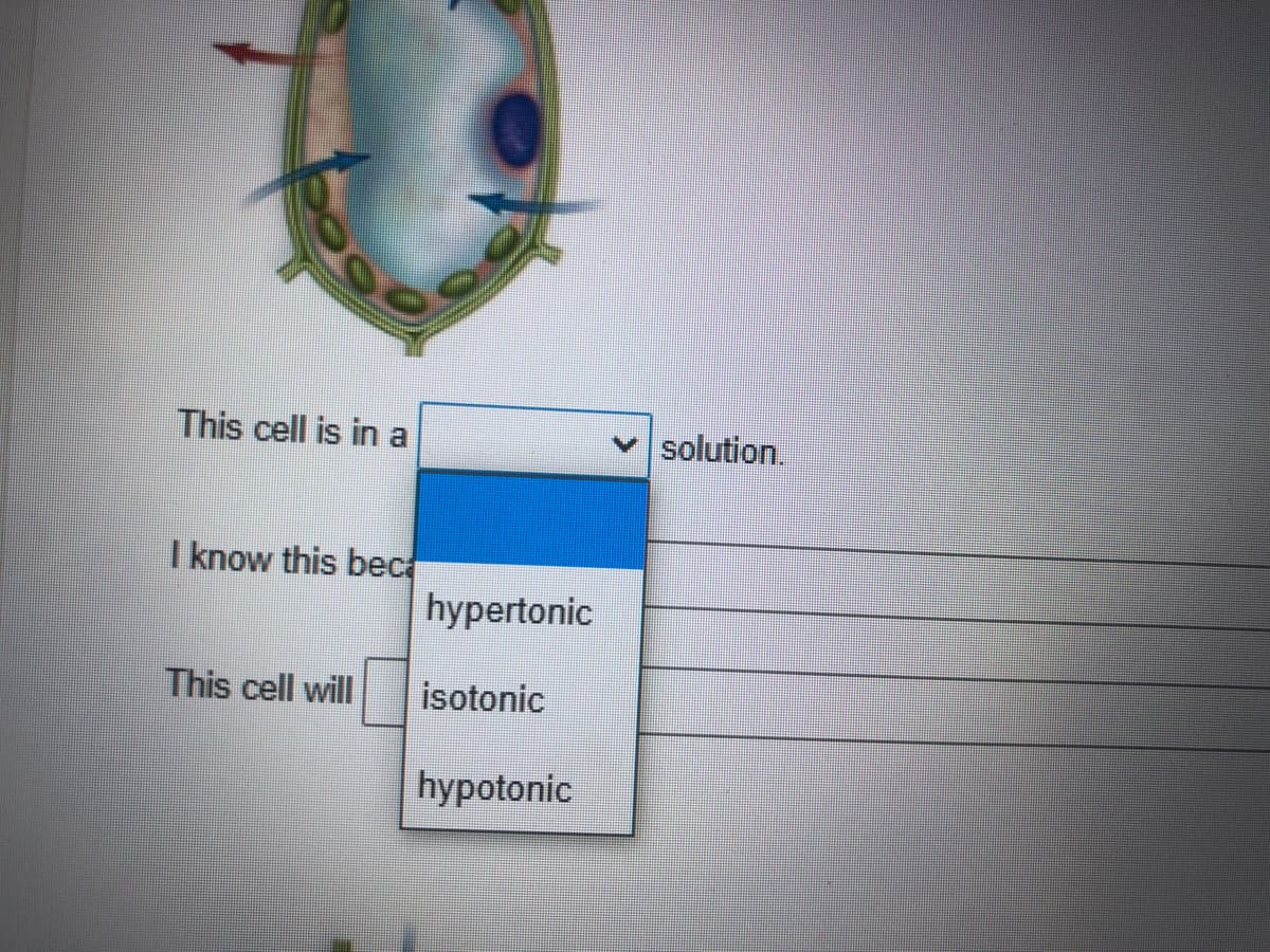 This cell is in a
solution,
I know this bec
hypertonic
This cell will
isotonic
hypotonic
