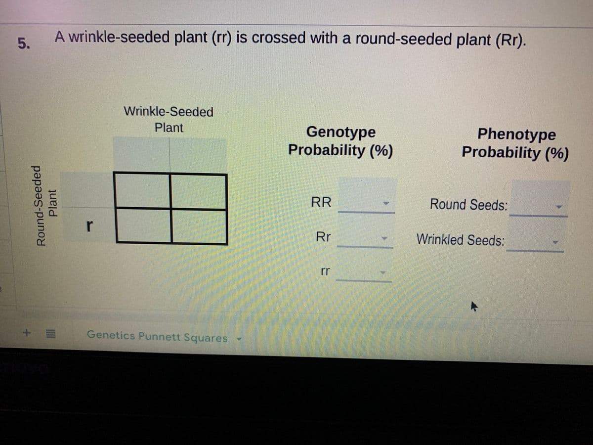 A wrinkle-seeded plant (rr) is crossed with a round-seeded plant (Rr).
Wrinkle-Seeded
Plant
Genotype
Probability (%)
Phenotype
Probability (%)
RR
Round Seeds:
r
Rr
Wrinkled Seeds:
rr
Genetics Punnett Squares -
Round-Seeded
Plant
5.
