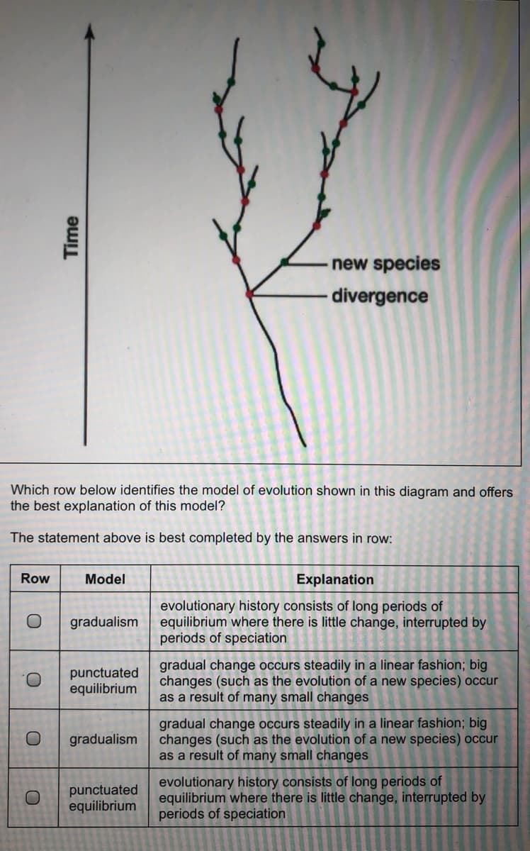 new species
divergence
Which row below identifies the model of evolution shown in this diagram and offers
the best explanation of this model?
The statement above is best completed by the answers in row:
Row
Model
Explanation
evolutionary history consists of long periods of
equilibrium where there is little change, interrupted by
periods of speciation
gradualism
punctuated
equilibrium
gradual change occurs steadily in a linear fashion; big
changes (such as the evolution of a new species) occur
as a result of many small changes
gradual change occurs steadily in a linear fashion; big
changes (such as the evolution of a new species) occur
as a result of many small changes
gradualism
punctuated
equilibrium
evolutionary history consists of long periods of
equilibrium where there is little change, interrupted by
periods of speciation
Time
