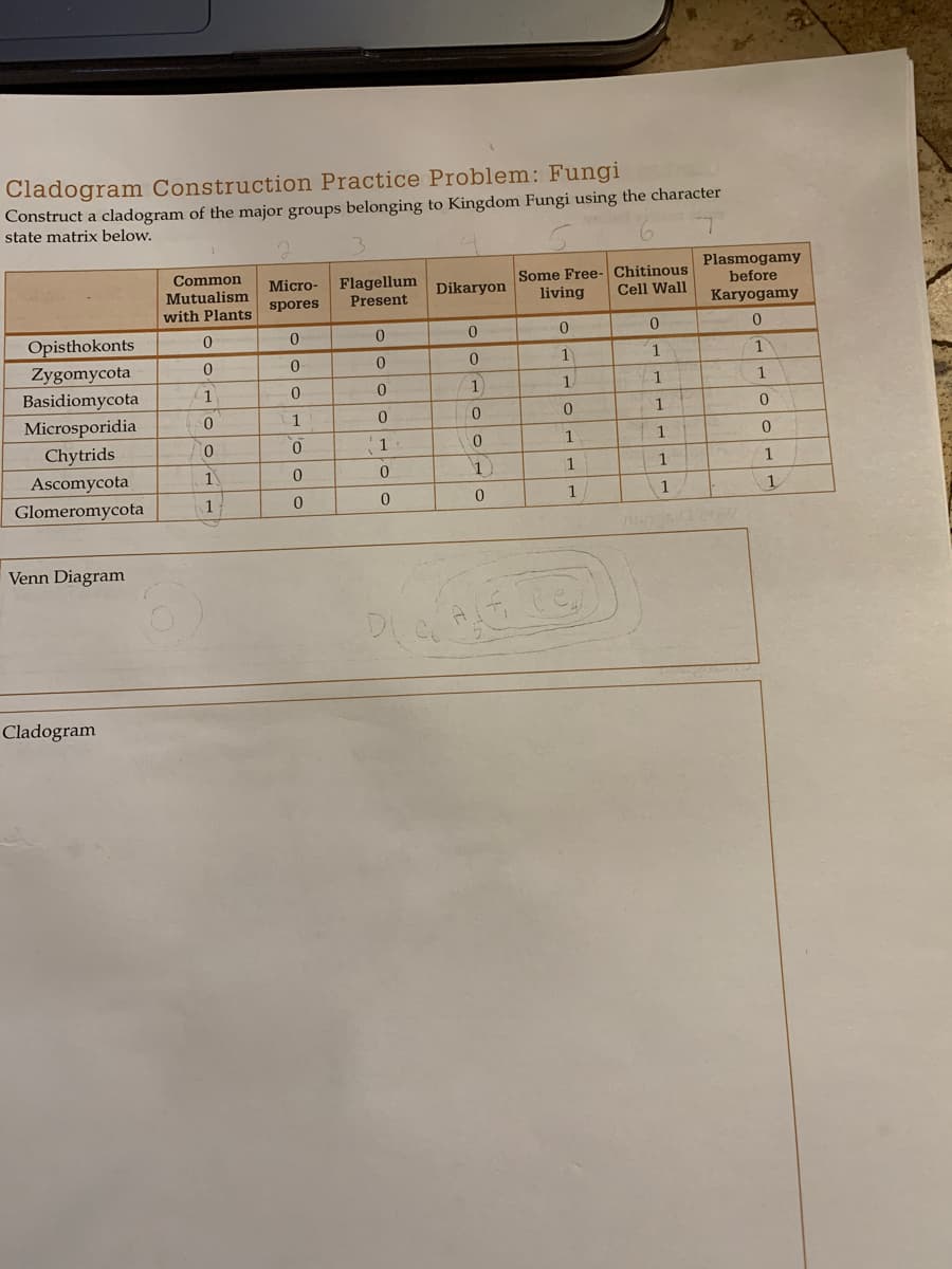 Cladogram Construction Practice Problem: Fungi
Construct a cladogram of the major groups belonging to Kingdom Fungi using the character
state matrix below.
Plasmogamy
before
Common
Flagellum
Present
Some Free- Chitinous
living
Micro-
Mutualism
Dikaryon
Cell Wall
with Plants
spores
Karyogamy
Opisthokonts
Zygomycota
Basidiomycota
0.
1
1
1
1
1
1
0.
1
Microsporidia
Chytrids
0.
0.
1
1
Ascomycota
1)
1
1
1
Glomeromycota
1
1
1.
1
Venn Diagram
Cladogram
