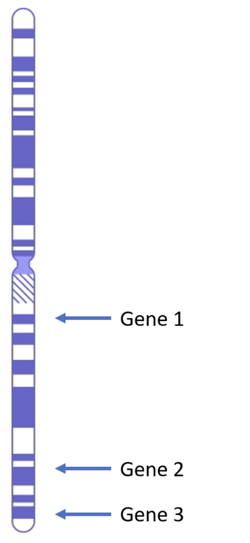 IKA
Gene 1
Gene 2
Gene 3