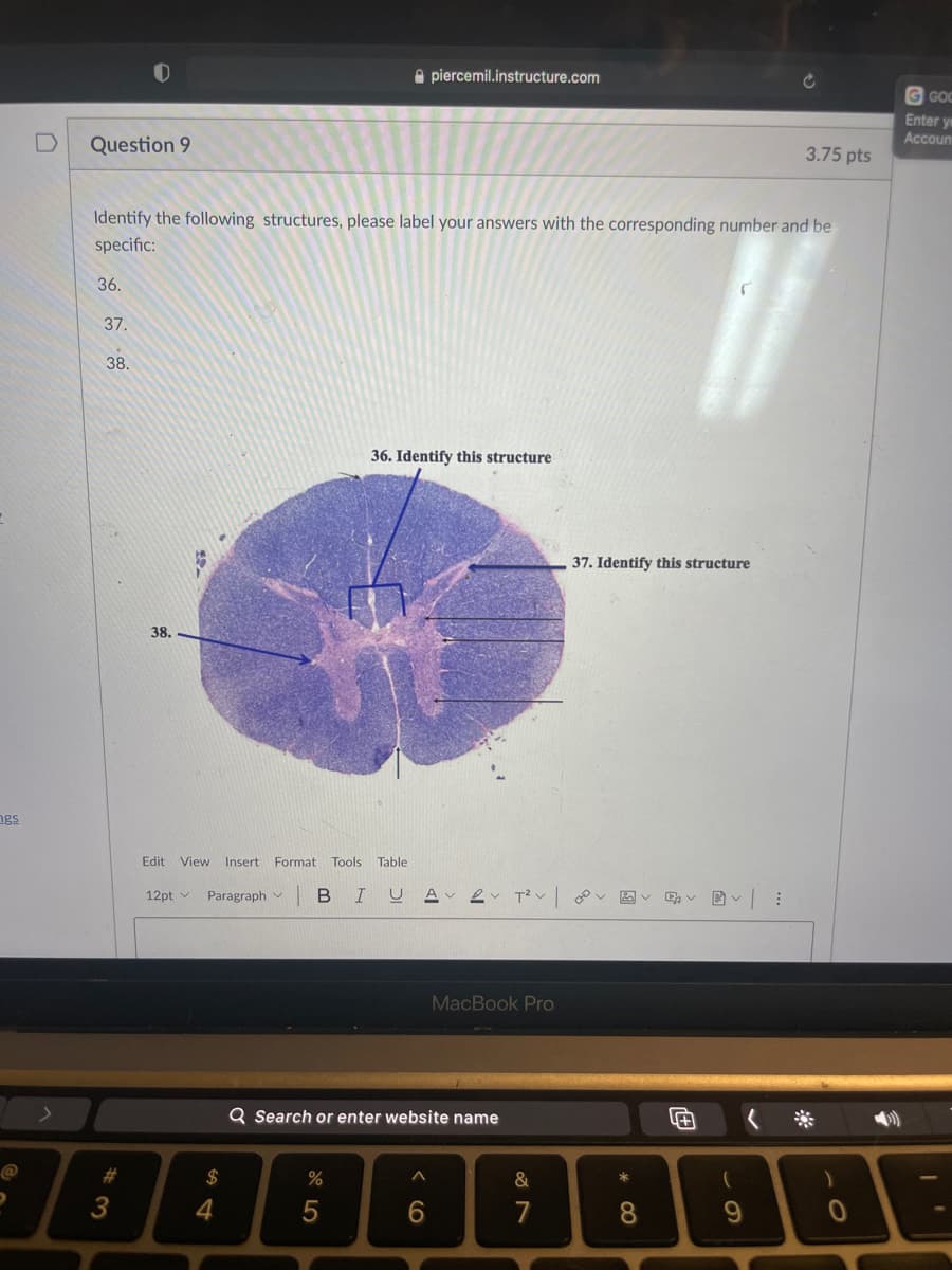 A piercemil.instructure.com
G GOC
Enter ye
Accoun
Question 9
3.75 pts
Identify the following structures, please label your answers with the corresponding number and be
specific:
36.
37.
38.
36. Identify this structure
37. Identify this structure
38.
ngs
Edit View Insert
Format Tools
Table
12pt v
Paragraph v
B I
U Av 2 T?v
MacBook Pro
Q Search or enter website name
%23
2$
%
3
7
8.
