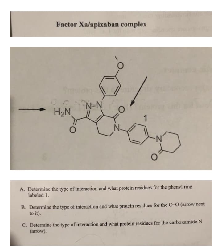 Factor Xa/apixaban complex
N-N
H2N
1
N.
N-
A. Determine the type of interaction and what protein residues for the phenyl ring
labeled 1.
B. Determine the type of interaction and what protein residues for the C-O (arrow next
to it).
C. Determine the type of interaction and what protein residues for the carboxamide N
(arrow).
