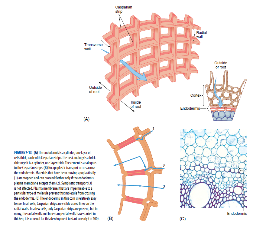 Casparian
strip
華
Radial
wall
Transverse
wall
Outside
of root
Outside
of root
Cortex
Inside
root
Endodermis-
(A)
FIGURE 7-13 (A) The endodermis is a cylinder, one layer of
cells thick, each with Casparian strips. The best analogy is a brick
chimney: It is a cylinder, one layer thick. The cement is analogous
to the Casparian strips. (B) No apoplastic transport occurs across
the endodermis. Materials that have been moving apoplastically
(1) are stopped and can proceed farther only if the endodermis
plasma membrane accepts them (2). Symplastic transport (3)
is not affected. Plasma membranes that are impermeable to a
particular type of molecule prevent that molecule from crossing
the endodermis. (C) The endodermis in this corn is relatively easy
to see: In all el, Casparian strips are visible as red lines on the
radial walls. In a few cells, only Casparian strips are present, but in
many, the radial walls and inner tangential walls have started to
thicken; it is unusual for this development to start so early (×200).
3
Endodermis
(B)
(C)
