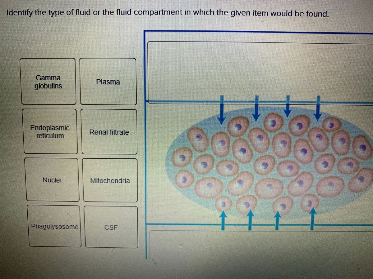 Identify the type of fluid or the fluid compartment in which the given item would be found.
Gamma
Plasma
globulins
Endoplasmic
reticulum
Renal filtrate
Nuclei
Mitochondria
Phagolysosome
CSF
