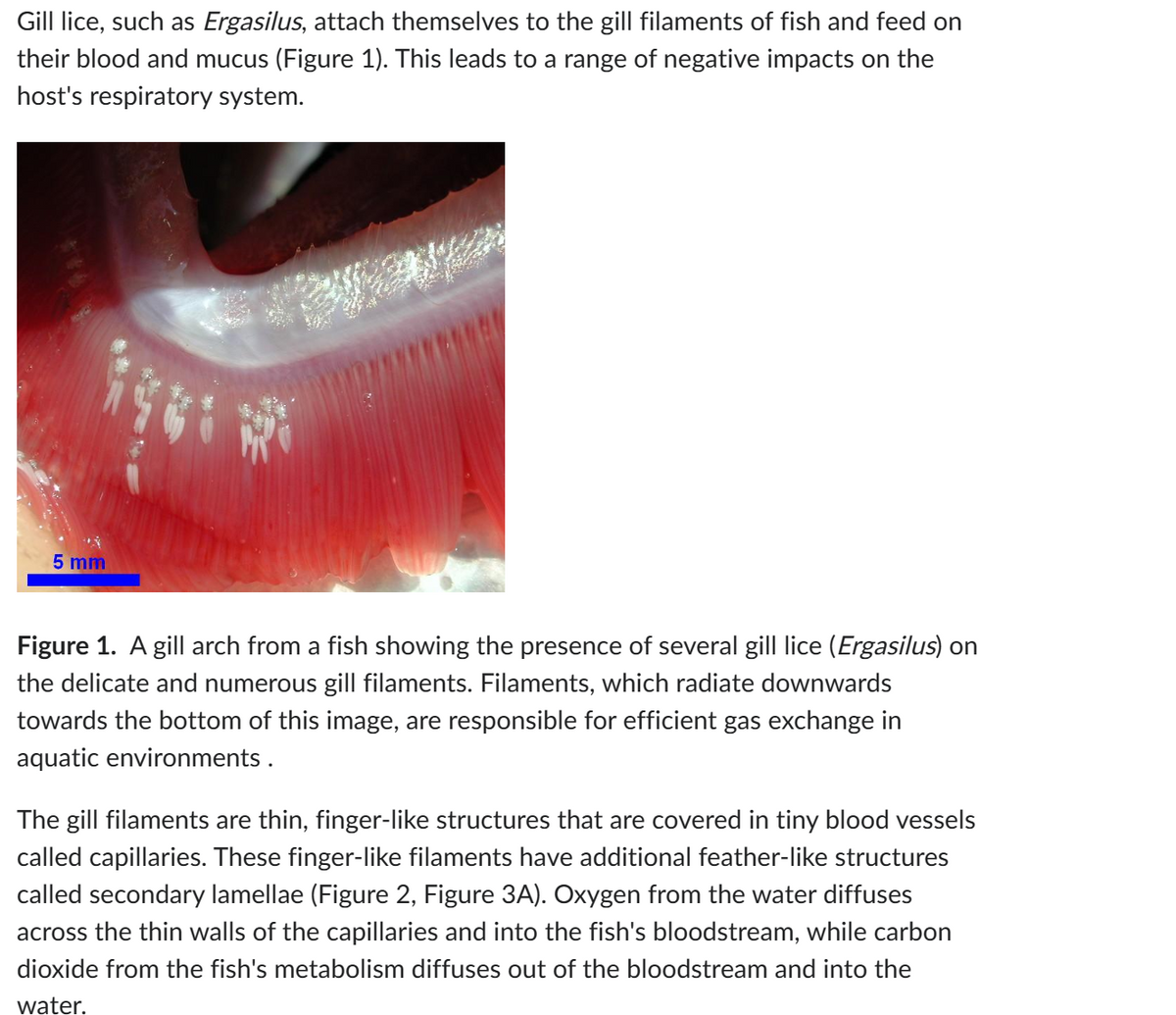 Gill lice, such as Ergasilus, attach themselves to the gill filaments of fish and feed on
their blood and mucus (Figure 1). This leads to a range of negative impacts on the
host's respiratory system.
5 mm
R
Figure 1. A gill arch from a fish showing the presence of several gill lice (Ergasilus) on
the delicate and numerous gill filaments. Filaments, which radiate downwards
towards the bottom of this image, are responsible for efficient gas exchange in
aquatic environments.
The gill filaments are thin, finger-like structures that are covered in tiny blood vessels
called capillaries. These finger-like filaments have additional feather-like structures
called secondary lamellae (Figure 2, Figure 3A). Oxygen from the water diffuses
across the thin walls of the capillaries and into the fish's bloodstream, while carbon
dioxide from the fish's metabolism diffuses out of the bloodstream and into the
water.