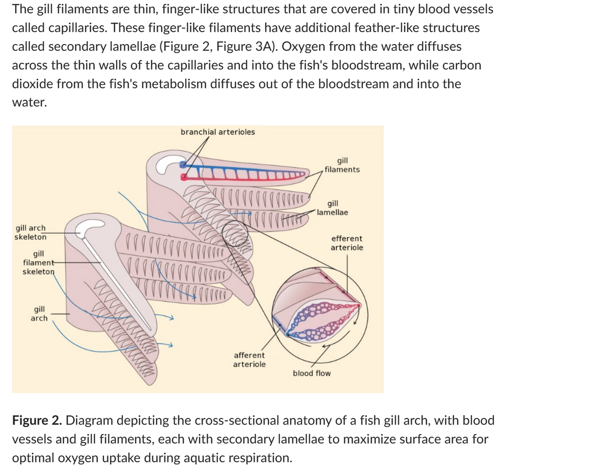 The gill filaments are thin, finger-like structures that are covered in tiny blood vessels
called capillaries. These finger-like filaments have additional feather-like structures
called secondary lamellae (Figure 2, Figure 3A). Oxygen from the water diffuses
across the thin walls of the capillaries and into the fish's bloodstream, while carbon
dioxide from the fish's metabolism diffuses out of the bloodstream and into the
water.
gill arch
skeleton
gill
filament
skeleton
gill
arch
sss
branchial arterioles
peper
with
afferent
arteriole
gill
filaments
gill
lamellae
blood flow
efferent
arteriole
Figure 2. Diagram depicting the cross-sectional anatomy of a fish gill arch, with blood
vessels and gill filaments, each with secondary lamellae to maximize surface area for
optimal oxygen uptake during aquatic respiration.