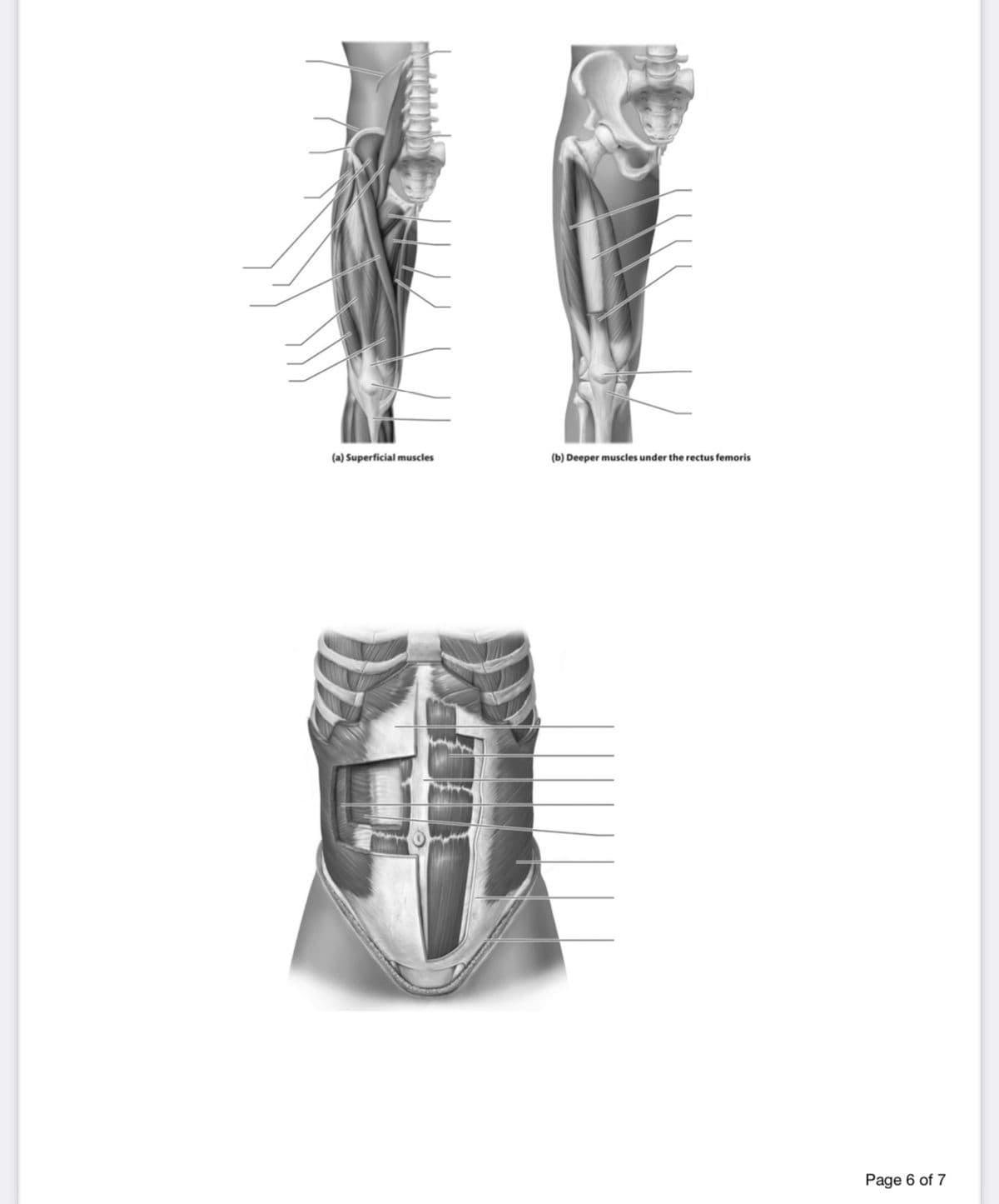 (a) Superficial muscles
(b) Deeper muscles under the rectus femoris
Page 6 of 7
