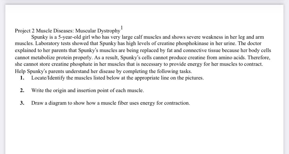1
Project 2 Muscle Diseases: Muscular Dystrophy
Spunky is a 5-year-old girl who has very large calf muscles and shows severe weakness in her leg and arm
muscles. Laboratory tests showed that Spunky has high levels of creatine phosphokinase in her urine. The doctor
explained to her parents that Spunky's muscles are being replaced by fat and connective tissue because her body cells
cannot metabolize protein properly. As a result, Spunky's cells cannot produce creatine from amino acids. Therefore,
she cannot store creatine phosphate in her muscles that is necessary to provide energy for her muscles to contract.
Help Spunky's parents understand her disease by completing the following tasks.
1. Locate/Identify the muscles listed below at the appropriate line on the pictures.
2.
Write the origin and insertion point of each muscle.
3.
Draw a diagram to show how a muscle fiber uses energy for contraction.
