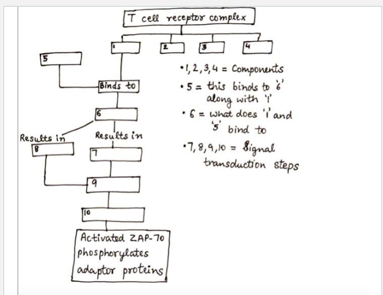 5
Results in
8
10
T cell receptor complex
Binds to
Results in
HH
9
Activated ZAP-70
phosphorylates
adaptor proteins
1,2,3,4 = Components
• 5= this binds to '6'
along with 'I'
• 6 = what does 'I' and
's bind to
Signal
transduction steps
•7, 8,9,10 =