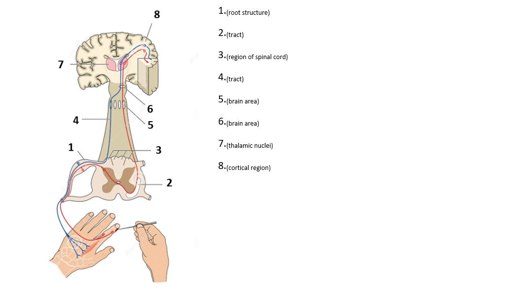 7
4
1
8
6
5
3
2
1.(root structure)
2.(tract)
3.(region of spinal cord)
4.(tract)
5.(brain area)
6.(brain area)
7.(thalamic nuclei)
8.(cortical region)