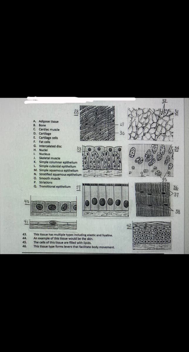 31
A. Adipose tissue
B. Bone
C. Cardiac muscle
D. Cartilage
E. Cartilage cells
F. Fat cells
G. Intercalated disc
33
H. Nuclei
Nucleus
1.
Skeletal muscle
K. Simple columnar epithelium
L Simple cuboidal epithelium
M. Simple squamous epithelium
N. Stratified squamous epithelium
O. Smooth muscle
J.
P. Striations
Q Transitional epithelium 39
36
37
40
38
41
42
This tissue has multiple types including elastic and hyaline.
An example of this tissue would be the skin.
The cells of this tissue are filled with lipids.
This tissue type forms levers that facilitate body movement.
43.
44.
45.
46.
一
