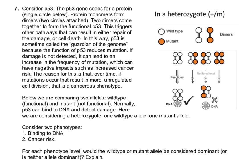 7. Consider p53. The p53 gene codes for a protein
(single circle below). Protein monomers form
dimers (two circles attached). Two dimers come
together to form the functional p53. This triggers
other pathways that can result in either repair of
the damage, or cell death. In this way, p53 is
sometime called the "guardian of the genome"
because the function of p53 reduces mutation. If
damage is not detected, it can lead to an
increase in the frequency of mutation, which can
have negative impacts such as increased cancer
risk. The reason for this is that, over time, if
mutations occur that result in more, unregulated
cell division, that is a cancerous phenotype.
In a heterozygote (+/m)
Wild type
Dimers
Mutant
Not functional
Funçtjonal
Below we are comparing two alleles: wildtype
(functional) and mutant (not functional). Normally,
p53 can bind to DNA and detect damage. Here
we are considering a heterozygote: one wildtype allele, one mutant allele.
DNA
DNA
Consider two phenotypes:
1. Binding to DNA
2. Cancer risk.
For each phenotype level, would the wildtype or mutant allele be considered dominant (or
is neither allele dominant)? Explain.
