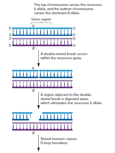 The top chromosome carries the recessive
b allele, and the bottom chromosome
carries the dominant B allele.
Gene region
ъ
5'
3'
3"
5'
в
A double-strand break occurs
within the recessive gene.
в
A region adjacent to the double-
strand break is digested away,
which eliminates the recessive b allele.
в
Strand invasion causes
D-loop formation.
