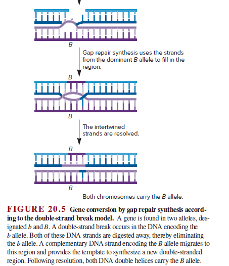 в
Gap repair synthesis uses the strands
from the dominant B allele to fill in the
region.
в
The intertwined
strands are resolved.
в
в
Both chromosomes carry the B allele.
FIGURE 20.5 Gene conversion by gap repair synthesis accord-
ing to the double-strand break model. A gene is found in two alleles, des-
ignated b and B. A double-strand break occurs in the DNA encoding the
b alkele. Both of these DNA strands are digested away, thereby eliminating
the b allele. A complementary DNA strand encoding the B allele migrates to
this region and provides the template to synthesize a new double-stranded
region. Following resolution, both DNA double helices carry the B allele.
