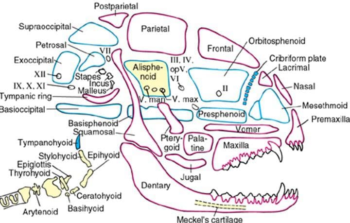 Postparietal
Supraoccipital-
Parietal
Orbitosphenoid
Petrosal
Exoccipital
XIIO
Frontal
VII
III, IV,
Alisphe-opV
noid
Crbriform plate
Lacrimal
Stapes
Incus
Malleus
VI
IX. X. XI-
Nasal
Tympanic ring-
Basioccipital
pop
man V. max
-Mesethmoid
Presphenoid
Premaxilla
Basisphenoid
Squamosal-
Vomer
Ptery-Pala-
goid tine
Tympanohyoid
Stylohyoid Epihyoid
Epiglottis
Thyrohyoid
Maxilla
Jugal
Dentary
pCeratohyoid
Arytenoid Basihyoid
Meckel's cartilage
