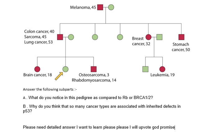 Melanoma, 45
Colon cancer, 40
Sarcoma, 45
Breast
Lung cancer, 53
cancer, 32
Stomach
cancer, 50
Brain cancer, 18
Osteosarcoma, 3
Leukemia, 19
Rhabdomyosarcoma, 14
Answer the following subparts :-
A. What do you notice in this pedigree as compared to Rb or BRCA1/2?
B. Why do you think that so many cancer types are associated with inherited defects in
p53?
Please need detailed answer I want to learn please please I will upvote god promise|
