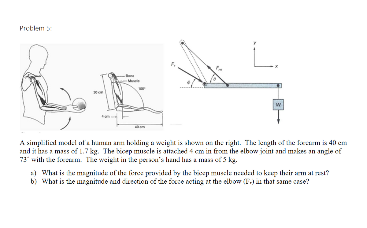 Problem 5:
Fr
Fm
Bone
-Muscle
100
30 cm
W
4 cm
40 cm
A simplified model of a human arm holding a weight is shown on the right. The length of the forearm is 40 cm
and it has a mass of 1.7 kg. The bicep muscle is attached 4 cm in from the elbow joint and makes an angle of
73° with the forearm. The weight in the person's hand has a mass of 5 kg.
a) What is the magnitude of the force provided by the bicep muscle needed to keep their arm at rest?
b) What is the magnitude and direction of the force acting at the elbow (F;) in that same case?
