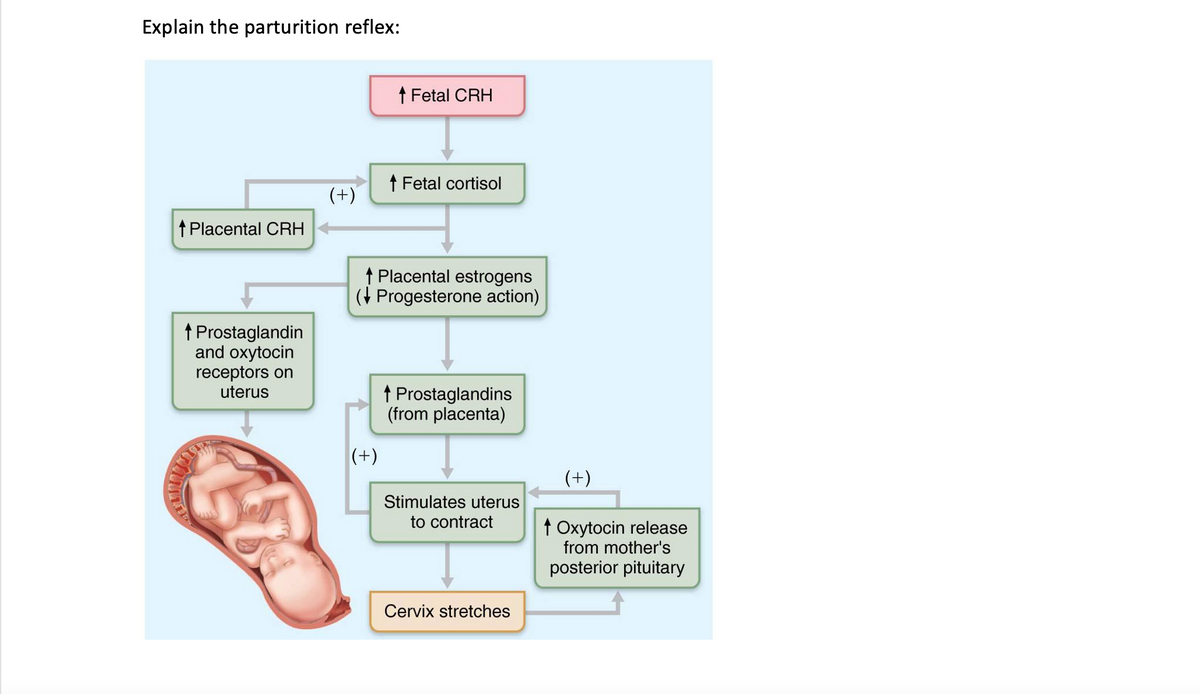 Explain the parturition reflex:
† Fetal CRH
† Fetal cortisol
(+)
t Placental CRH
↑ Placental estrogens
(+ Progesterone action)
t Prostaglandin
and oxytocin
receptors on
uterus
t Prostaglandins
(from placenta)
(+)
(+)
Stimulates uterus
to contract
t Oxytocin release
from mother's
posterior pituitary
Cervix stretches
