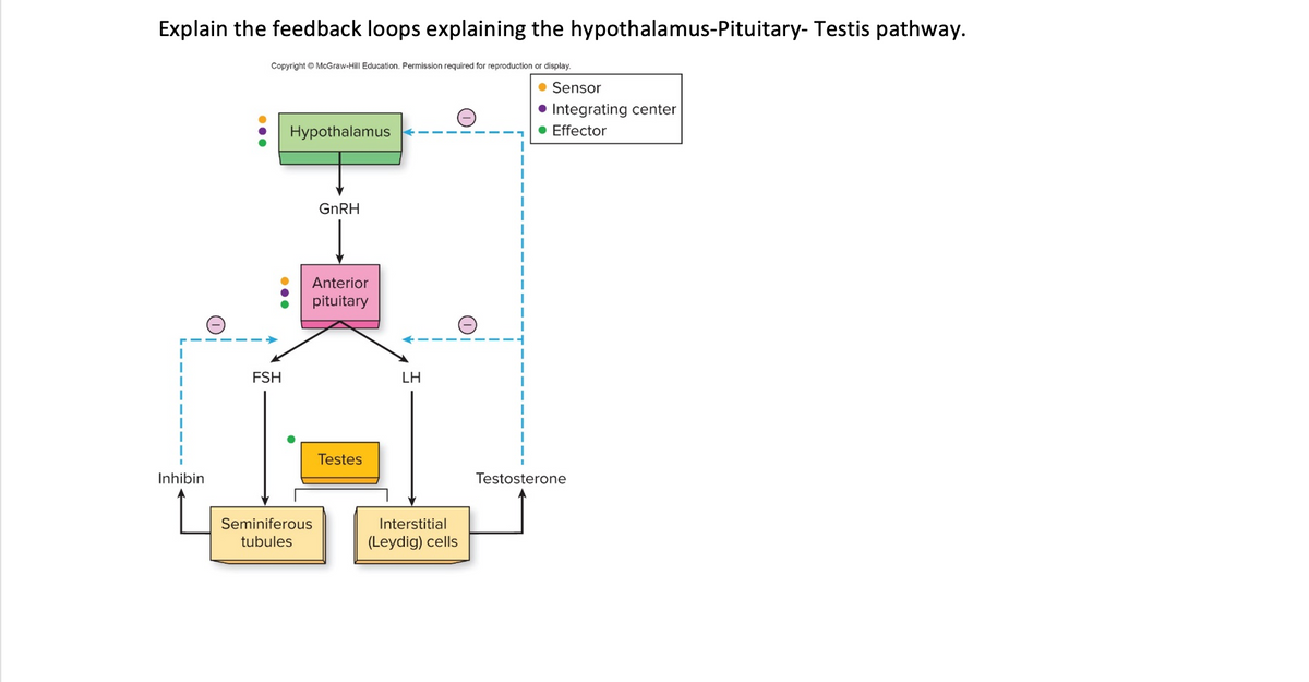 Explain the feedback loops explaining the hypothalamus-Pituitary- Testis pathway.
Copyright © McGraw-Hill Education. Permission required for reproduction or display.
• Sensor
• Integrating center
• Effector
Hypothalamus
GNRH
Anterior
pituitary
FSH
LH
Testes
Inhibin
Testosterone
Seminiferous
Interstitial
tubules
(Leydig) cells
