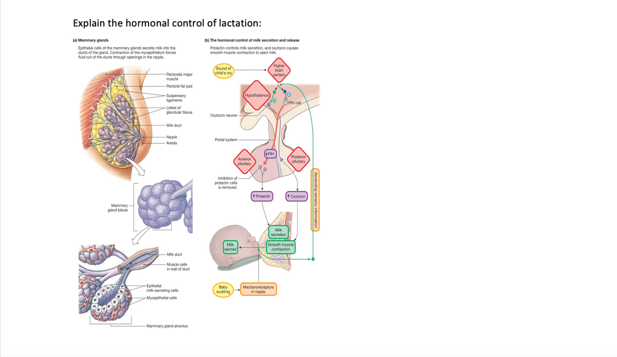 Explain the hormonal control of lactation:
(a) Mammary glands
(b) The hormonal control of milk secretion and release
Epithelial cells of the mammary glands secrete milk into the
ducts of the gland. Contraction of the myoepithelium forces
fluid out of the ducts through openings in the nipple.
Prolactin controls milk secretion, and oxytocin causes
smooth muscle contraction to eject milk.
Sound of
child's cry
Higher
brain
centers
Pectoralis major
muscle
Pectoral fat pad
Hypothalamus
Suspensory
ligaments
O PIH cell.
Lobes of
glandular tissue
Oxytocin neuron
Milk duct
- Nipple
Portal system
Areola
PIH
Anterior
pituitary
Posterior
pituitary
Inhibition of
prolactin cells
is removed.
A Prolactin
A Oxytocin
Mammary
gland lobule
Milk
secretion
Smooth muscle
contraction
Milk
ejected
-Milk duct
- Muscle cells
in wall of duct
Epithelial
milk-secreting cells
Baby
suckling
Mechanoreceptors
in nipple
Myoepithelial cells
Mammary gland alveolus
Ascending sensory information
