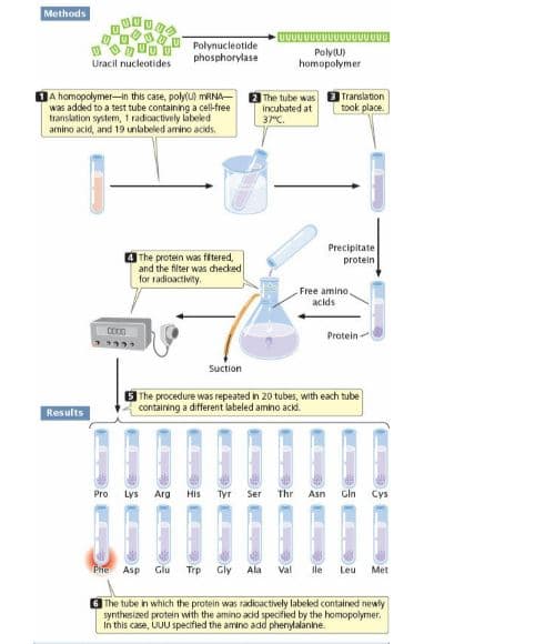 Methods
Polynucleotide
phosphorylase
Poly(U)
homopolymer
Uracil nucleotides
DA homopolymer-In this case, polylu) MRNA-
was added to a test tube containing a cell-free
translation system, 1 radicactively labeled
amino acid, and 19 unlabeled amino acids.
2 The tube was Translation
Incubated at
took place.
37°C.
Precipitate
protein
The protein was fitered,
and the filter was checked
for radioactivity.
Free amino.
acids
Protein-
Suction
The procedure was repeated in 20 tubes, with each tube
containing a different labeled amino acid.
Results
1111111
Pro
Lys
Arg
His
Туг
Ser
Thr
Asn
Gln
Cys
Prhe
Asp
Glu
Trp
Gly
Ala
Val
Ile
Leu
Met
6 The tube in which the protein was radioactively labeked contained newly
synthesized protein with the amino acid speoified by the homopolymer.
In this case, UUU specified the amino add phenylalanine.
