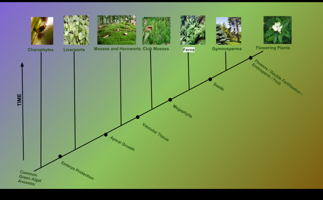 Flowering Plants
Flowers / Double Fertilization /
Endosperm / Fruit
Gymnosperms
Ferns
Mosses and Hornworts Clup Mosses
Seeds
Liverworts
Charophytes
Megaphylls
Vascular Tissue
Apical Growth
Embryo Protection
Common
Green Algal
Ancestor
TIME
