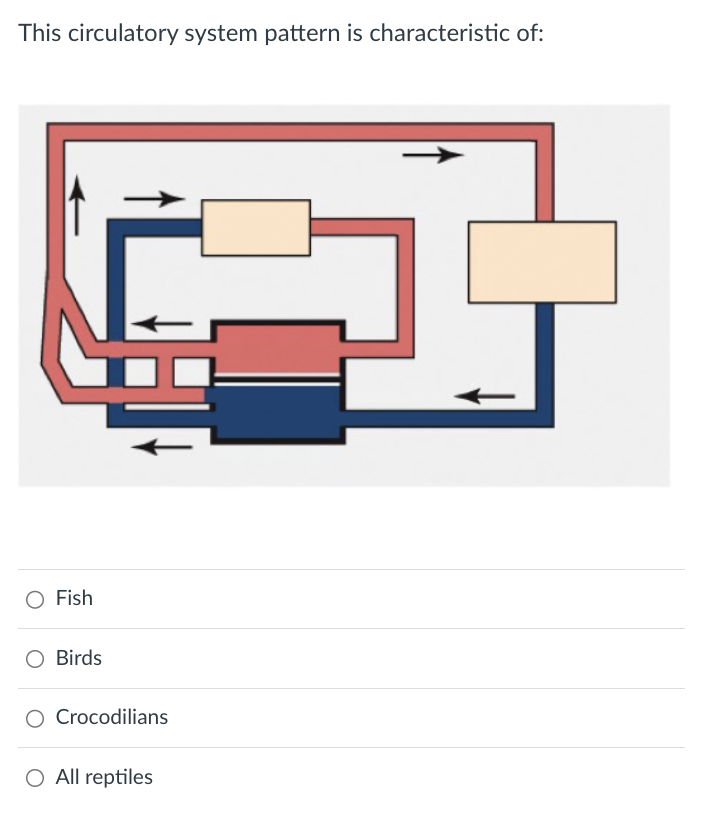 This circulatory system pattern is characteristic of:
Fish
○ Birds
○ Crocodilians
○ All reptiles