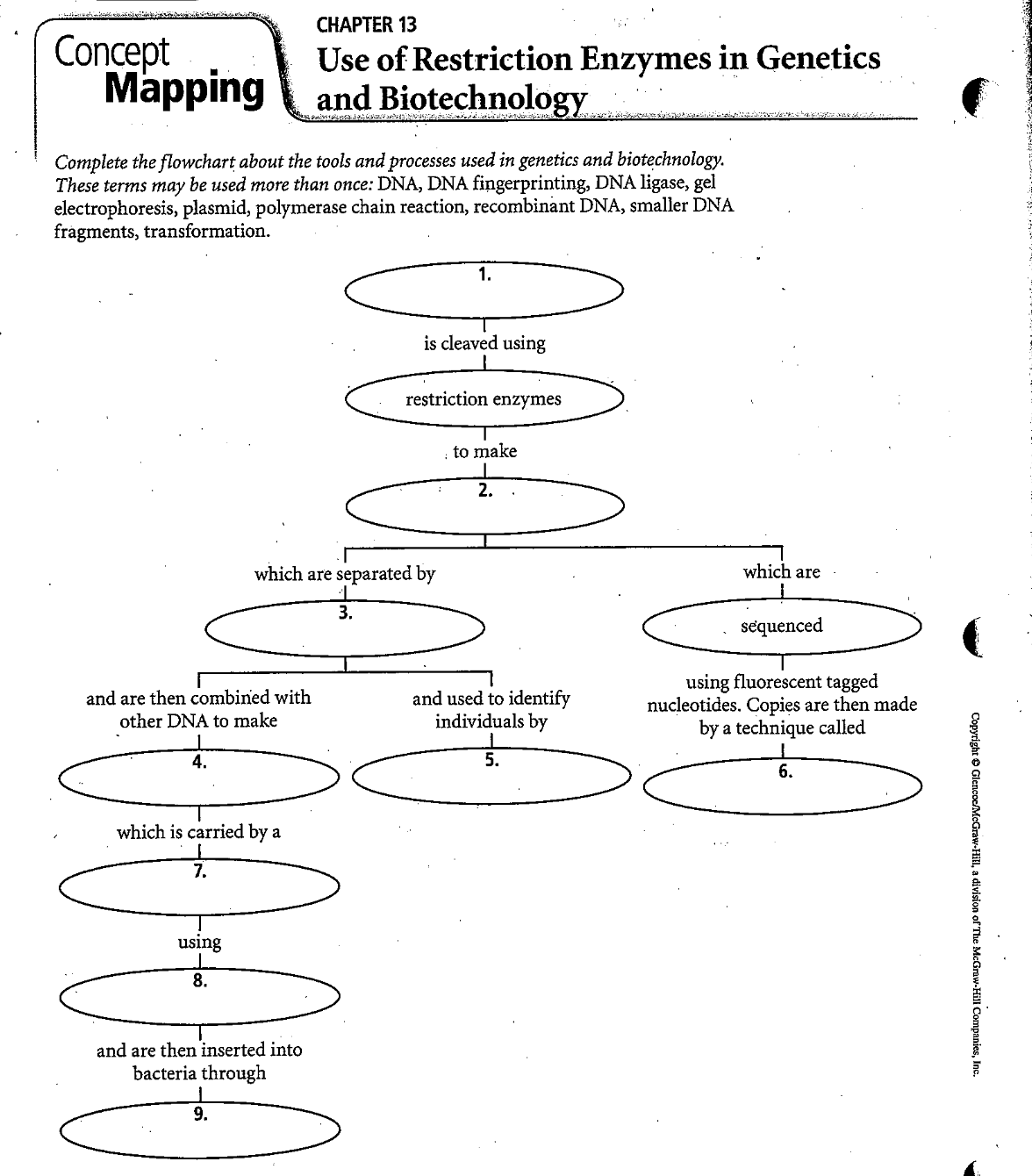 CHAPTER 13
Concept
Mapping and Biotechnology
Use of Restriction Enzymes in Genetics
Complete the flowchart about the tools and processes used in genetics and biotechnology.
These terms may be used more than once: DNA, DNA fingerprinting, DNA ligase, gel
electrophoresis, plasmid, polymerase chain reaction, recombinant DNA, smaller DNA
frågments, transformation.
1.
is cleaved using
restriction enzymes
to make
2.
which are separated by
which are
3.
sequenced
and are then combined with
other DNA to make
and used to identify
individuals by
using fluorescent tagged
nucleotides. Copies are then made
by a technique called
4.
5.
6.
which is carried by a
7.
using
8.
and are then inserted into
bacteria through
9.
Copyright e Glencoc/McGraw-Hill, a division of The McGraw-Hill Companies, Inc.
