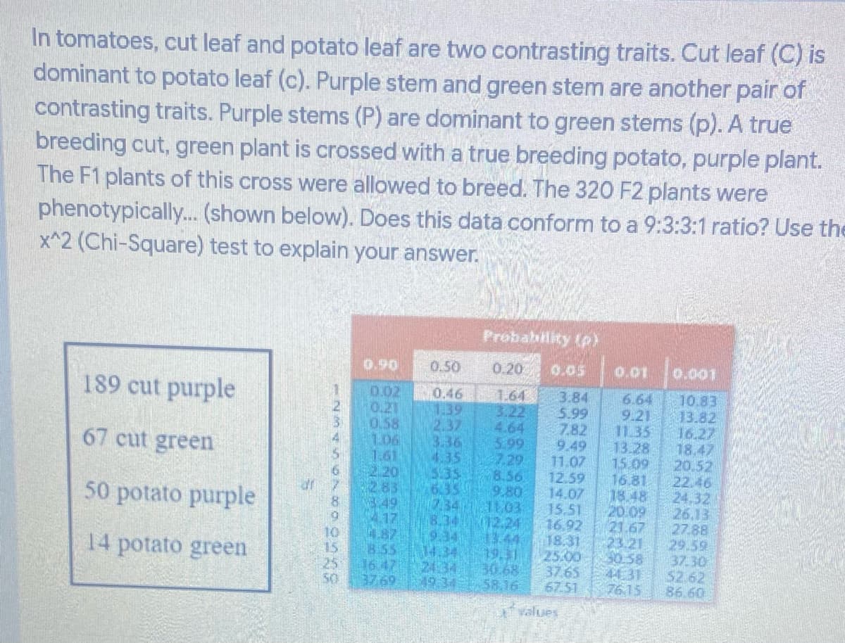 In tomatoes, cut leaf and potato leaf are two contrasting traits. Cut leaf (C) is
dominant to potato leaf (c). Purple stem and green stem are another pair of
contrasting traits. Purple stems (P) are dominant to green stems (p). A true
breeding cut, green plant is crossed with a true breeding potato, purple plant.
The F1 plants of this cross were allowed to breed. The 320 F2 plants were
phenotypically. (shown below). Does this data conform to a 9:3:3:1 ratio? Use the
x^2 (Chi-Square) test to explain your answer.
Probabillity (p)
0.90
0.50
0.20
0.05
0.01
189 cut purple
0.02
0.21
0.58
L06
1.61
2.20
263
0.46
1.39
2.37
3.36
4.35
535
633
(734
B.34
19.34
14.34
2134
19.34
1.64
3.22,
4.64
5.99
7.29
8.56
9.80
6.64
9.21
11.35
13.28
15.09
16.81
10.83
13.82
3.84
5.99
7.82
9.49
11.07
12.59
14.07
15.51
16.92
18.31
25.00
37.65
67.51
67 cut green
18.47
20.52
22.46
24.32
26.13
27.88
29.59
37.30
52.62
86.60
50 potato purple
417
4.87
8.55
16 47
37.69
12.24
13.44
19.31
30.68
58.16
20.09
21.67
23.21
30.58
44 31
76.15
14 potato green
50
Values
