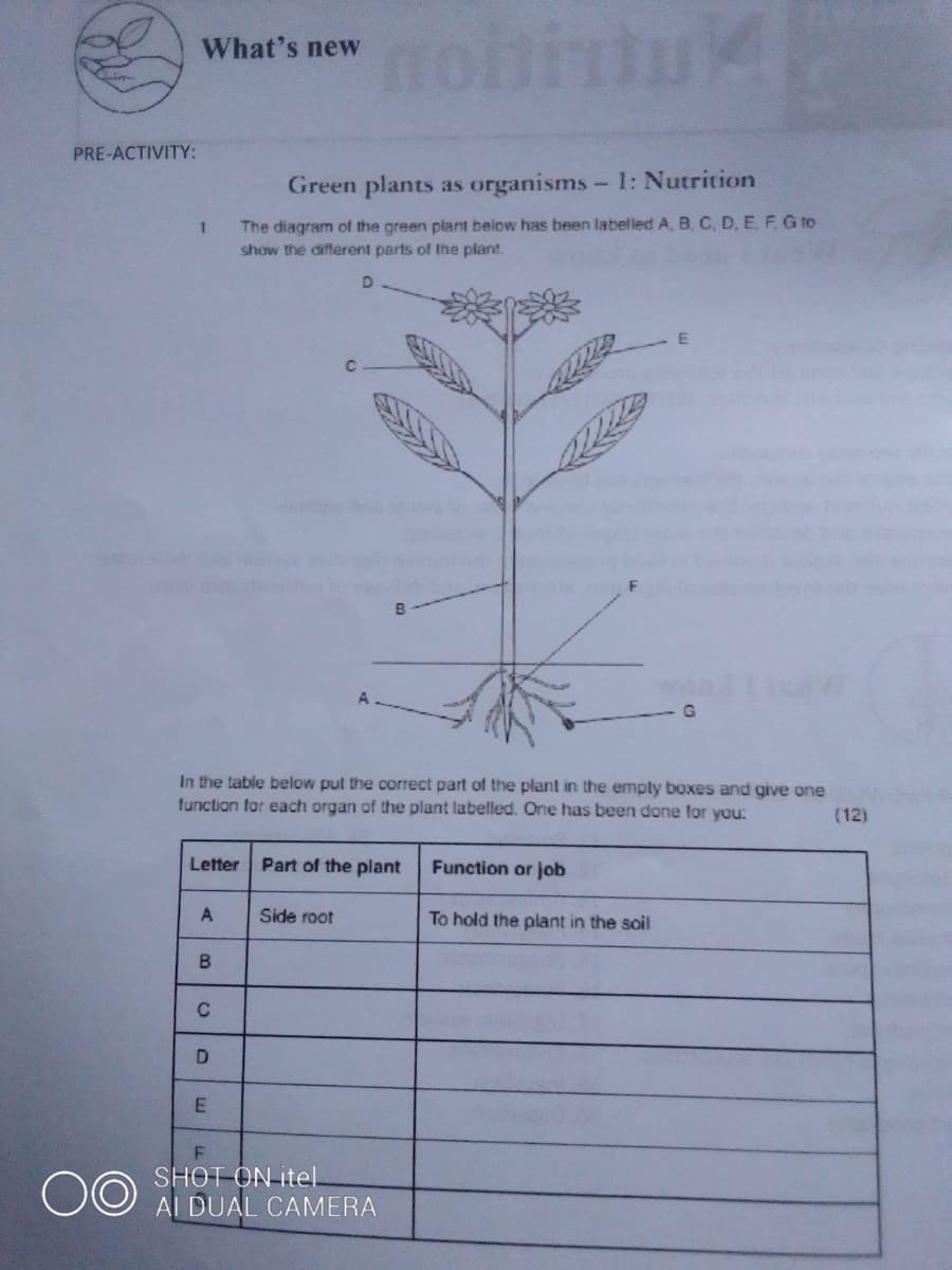 nohitu
What's new
PRE-ACTIVITY:
Green plants as organisms-1: Nutrition
The diagram of the green plant below has been labelled A, B. C, D, E, F G to
show the different parts of the plant.
D
F
In the table below pul the correct part of the plant in the empty boxes and give one
function for each organ of the plant labelled. One has been done for you:
(12)
Letter Part of the plant
Function or job
Side root
To hold the plant in the soil
C
00
SHOT ON itel.
Al DUAL CAMERA
E.
