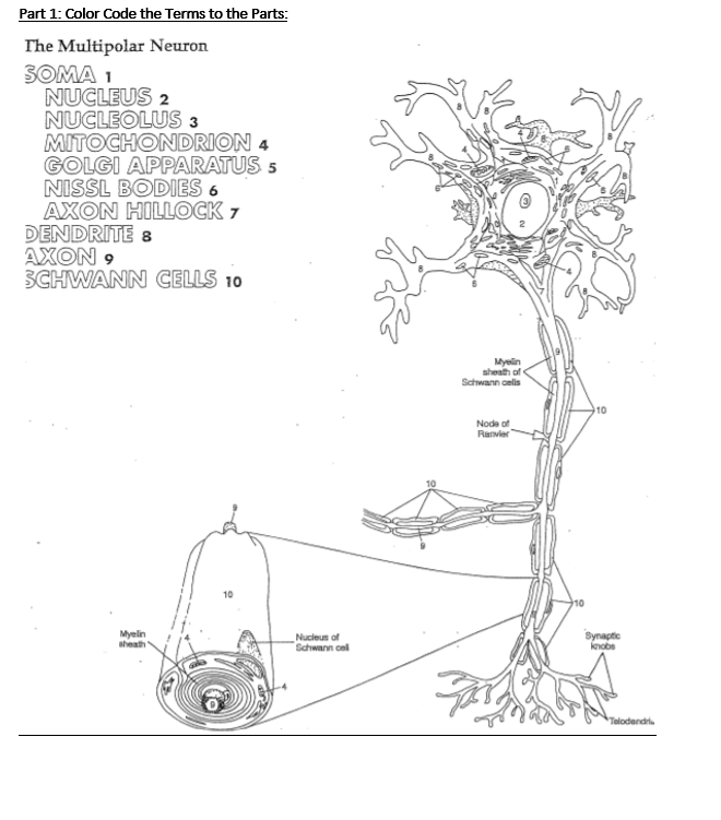 Part 1: Color Code the Terms to the Parts:
The Multipolar Neuron
SOMA 1
NUCLEUS 2
NUCLEOLUS 3
MITOCHONDRION 4
GOLGI APPARATUS 5
NISSL BODIES 6
AXON HILLOCK 7
DENDRITE 8
AXON 9
SCHWANN CELLS 10
Myelin
sheath of
Schwann cels
10
Node of
Ranvier
10
Myelin
sheath
Nucieus of
Schwann cel
Synaptie
knobe
Telodendri
