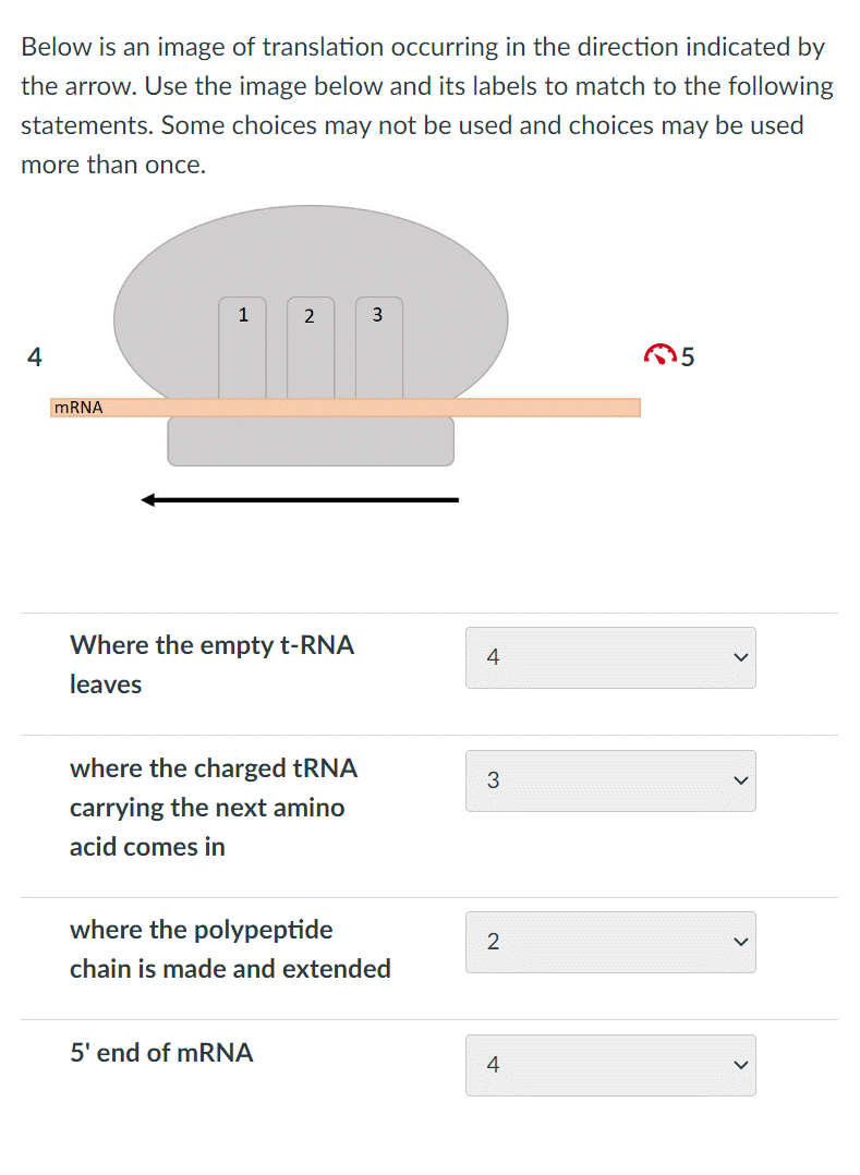 Below is an image of translation occurring in the direction indicated by
the arrow. Use the image below and its labels to match to the following
statements. Some choices may not be used and choices may be used
more than once.
4
mRNA
1
2
Where the empty t-RNA
leaves
where the charged tRNA
carrying the next amino
acid comes in
5' end of mRNA
3
where the polypeptide
chain is made and extended
4
3
2
4
Ê
