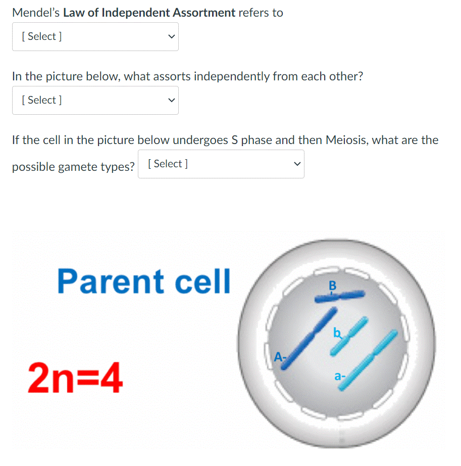 Mendel's Law of Independent Assortment refers to
[ Select ]
In the picture below, what assorts independently from each other?
[ Select ]
If the cell in the picture below undergoes S phase and then Meiosis, what are the
possible gamete types? [ Select ]
Parent cell
A-
2n=4
a-
B.
