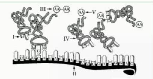 III-
IV-
II
