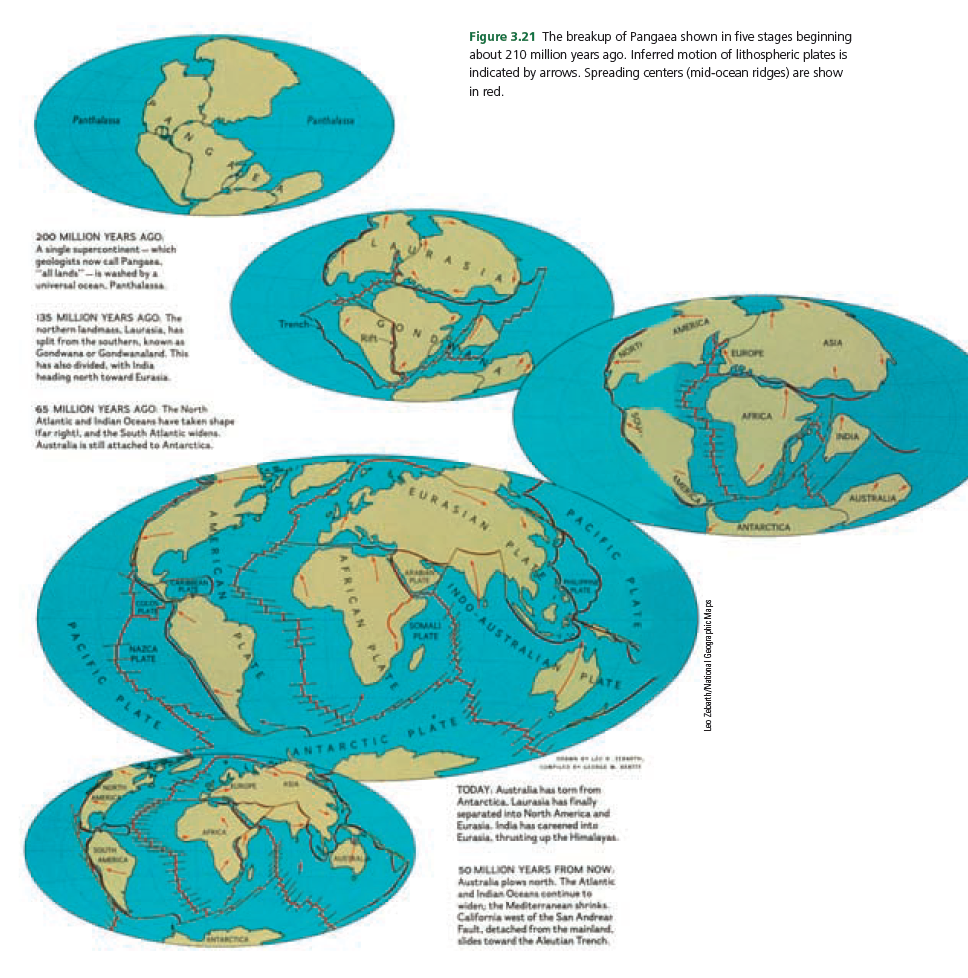 Figure 3.21 The breakup of Pangaea shown in five stages beginning
about 210 million years ago. Inferred motion of lithospheric plates is
indicated by arrows. Spreading centers (mid-ocean ridges) are show
in red.
Panthalese
Panthalana
200 MILLION YEARS AGO
A single supertontinent-hich
geologista now cal Pangana,
all land"- washed bya
wniversal ocean. Panthalassa
AMERICA
ASIA
135 MILLION YEARS AGO The
northern landmas. Lauresia, has
spit from the southern, knownas
Gendwana or Gandwanaland. This
has aho divided, with India
heading nerth toward Eurasia
Trench
EUROPE
NORT
AFRICA
INDIA
65 MILLION YEARS AGO The Narth
Atlantic and Indian Oceans hare taken shape
Ifar righti, and the South Atlantic widens.
Australa is stil attached to Antarctica.
AUSTRALIA
EURASIAN
PACIFIC
ANTARCTICA
PLA
INDO-AUSTRALI
SOMALI
PLATE
NAZCA
PLATE
44
PLATE
PLATE
PLATE
ANTARCTIC
a
TODAY, Australia has torn from
Antarctica. Laurasia has finally
separated into North America and
Eurasia. India has tareened inta
Eutasia, thrusting up the Himalaya.
SOMILLION YEARS FROM NOW
Australia plows north. The Atlantic
and Indian Oceans centinue to
wideru the Mediterranean shrins
Calfornia west of the San Andrear
Fault, detached from the mainland.
UTH
ERCA
lides teward the Aleutian Trench
dew aud euboag euogenyuegaz oa
PLATE
AFRICAN PL
ACIFIC
