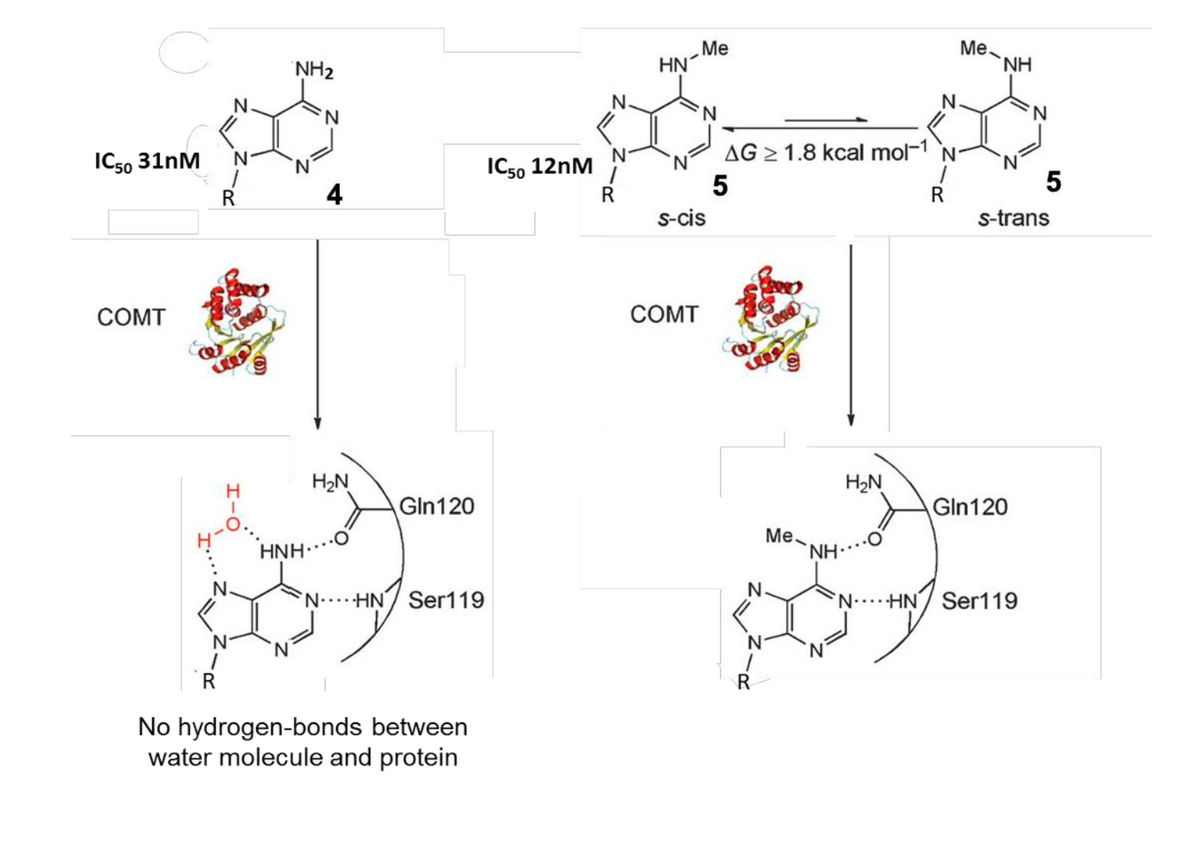 Me
HN
Me,
HN.
NH2
N.
N.
N.
N°
IC50 12nM
AG > 1.8 kcal mol-1 N
5
IC50 31nM
4
s-cis
s-trans
COMT
COMT
H2N
H2N
Gln120
Gin120
HNH.O
Me
NH.
N
' HN/ Ser119
NHN/ Ser119
R
No hydrogen-bonds between
water molecule and protein
5
