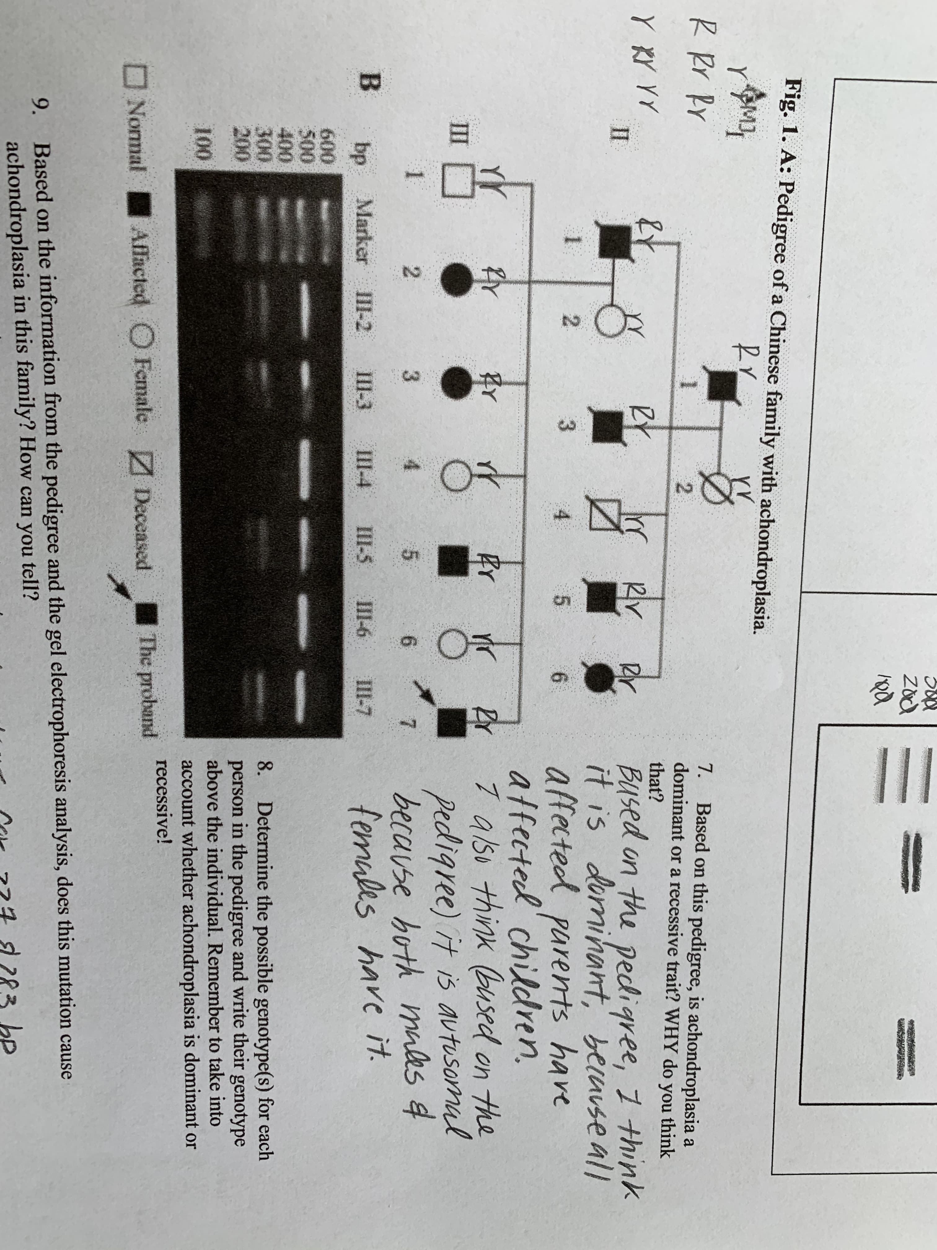 B.
Fig. 1. A: Pedigree of a Chinese family with achondroplasia.
Rr
R Rr RY
Based on this pedigree, is achondroplasia a
dominant or a recessive trait? WHY do you think
that?
7.
2.
RY
Bused on the pedigree, 1 think
it is domihant, becuuse all
affected parents have
atfected' children.
II
3.
5.
BY
Br
RY
I also think Bused on the
pedigree) it is autusomal
because hoth mules 4
femules have it.
III O
4.
5.
7.
bp
Marker III-2
П-3
III-4
III-5
III-6
III-7
600
500
400
300
200
8. Determine the possible genotype(s) for each
person in the pedigree and write their genotype
above the individual. Remember to take into
100
account whether achondroplasia is dominant or
recessive!
The proband
ONormal Affacted O Female Deceased
Based on the information from the pedigree and the gel electrophoresis analysis, does this mutation cause
achondroplasia in this family? How can you tell?
9.
bP
