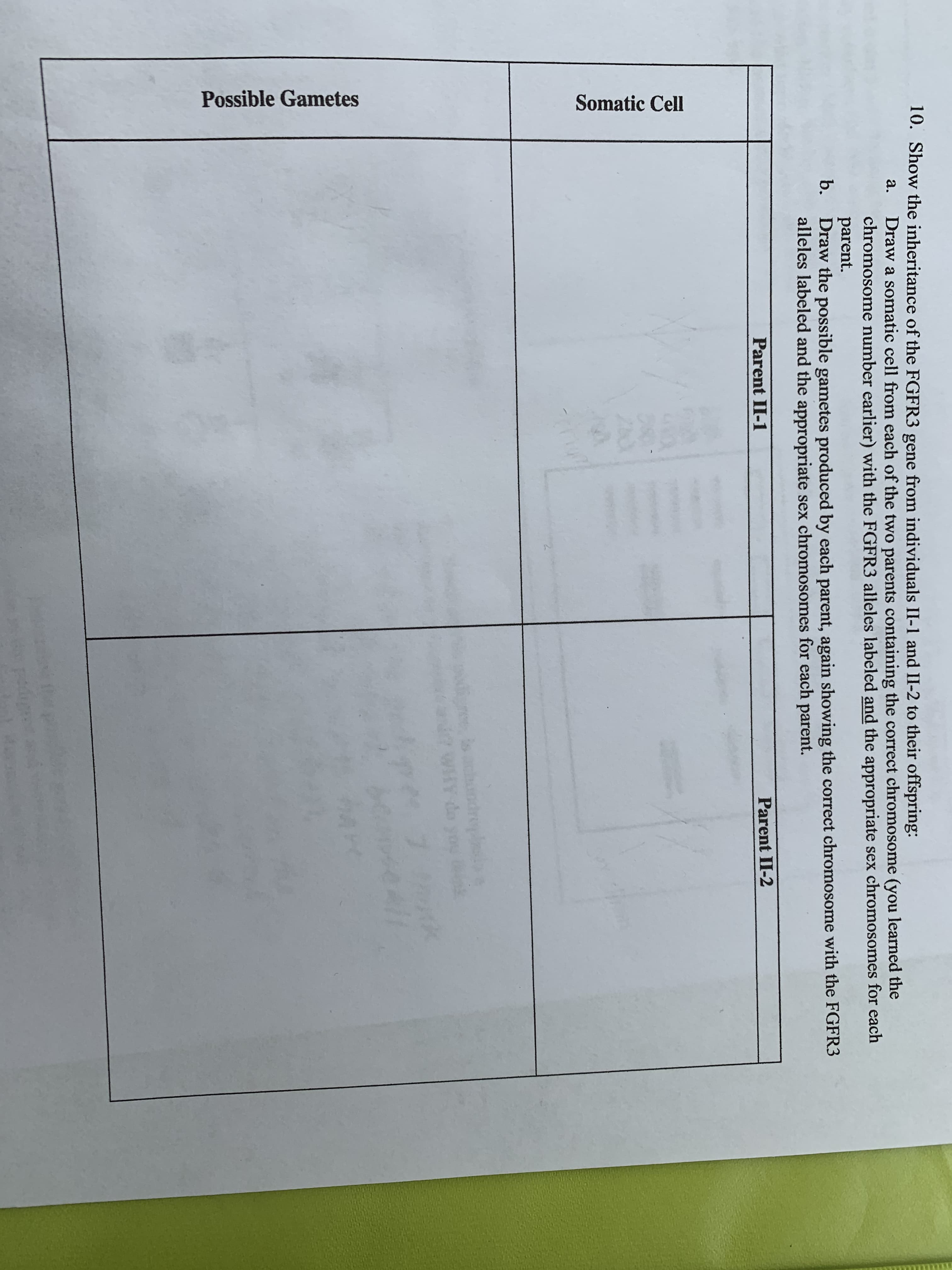 Possible Gametes
Somatic Cell
10. Show the inheritance of the FGFR3 gene from individuals II-1 and II-2 to their offspring:
Draw a somatic cell from each of the two parents containing the correct chromosome (you learned the
chromosome number earlier) with the FGFR3 alleles labeled and the appropriate sex chromosomes for each
parent.
b. Draw the possible gametes produced by each parent, again showing the correct chromosome with the FGFR3
alleles labeled and the appropriate sex chromosomes for each parent.
a.
Parent II-1
Parent II-2
chondrey
WHY do
