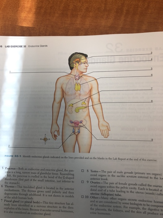 16 LAB EXERCISE 32 Endocrine Glands
FIGURE 32-1 Identify endocrine glands indicated on the lines provided and on the blanks in the Lab Report at the end of this exercise.
O 8 Testes-The pair of male gonads (primary sex organs)
ovoid organs in the saclike scrotum extemal to the low
5 Pancreas-Both an endocrine and exocrine gland, the pan-
Creas is a long, narrow mass of glandular tissue. Resembling
a fish, the pancreas is cradled in the bend of the C-shaped
duodenum (first part of the small intestine, just inferior to
the stomach).
6 Thymus-This bwo-lobed gland is located in the anterior
mediastinum. The thymus grows until puberty and then
degenerates through adulthood. It is not shown in models
of the adult human body.
7 Pineal gland (or pineal body)-This tiny structure has al-
ready been identified as a nervous structure in the dien-
cephalon of the brain. Because it secretes several hormones,
it is also considered an endocrine gland.
anterior trunk.
O 9 Ovaries-The pair of female gonads called the ovaries
ovoid organs within the pelvic cavity. Each is located at
distal end of a tube leading to the uterus (womb) calle
uterine (fallopian) tube.
O 10 Other-Many other organs secrete endocrine hormo
and so are considered by some biologists to be compone
of the endocrine system. For example, the digestive tr
the placenta, the kidneys, and the skin all produce en
crine hormones
