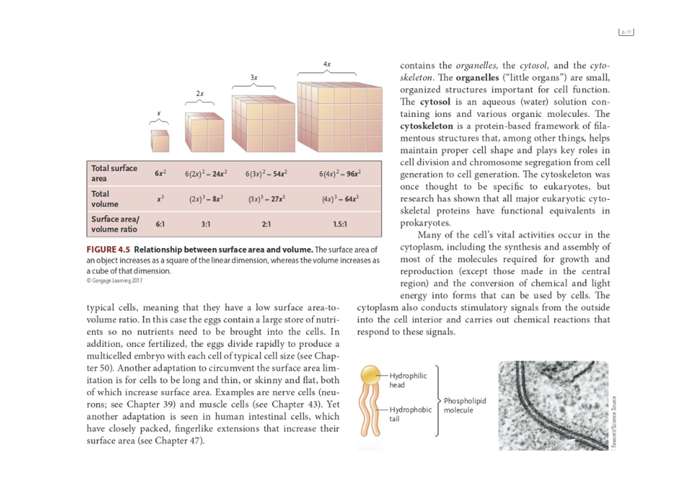 Total surface
area
Total
volume
Surface area/
volume ratio
6x²
x³
6:1
6(2x)²-24x²
(2x)³-8x³
3:1
6(3x)² - 54x²
(3x)³ = 27x³
2:1
6(4x)²-96x²
contains the organelles, the cytosol, and the cyto-
skeleton. The organelles ("little organs") are small,
organized structures important for cell function.
The cytosol is an aqueous (water) solution con-
taining ions and various organic molecules. The
cytoskeleton is a protein-based framework of fila-
mentous structures that, among other things, helps
maintain proper cell shape and plays key roles in
cell division and chromosome segregation from cell
generation to cell generation. The cytoskeleton was
once thought to be specific to eukaryotes, but
research has shown that all major eukaryotic cyto-
skeletal proteins have functional equivalents in
prokaryotes.
Many of the cell's vital activities occur in the
cytoplasm, including the synthesis and assembly of
most of the molecules required for growth and
reproduction (except those made in the central
region) and the conversion of chemical and light.
energy into forms that can be used by cells. The
cytoplasm also conducts stimulatory signals from the outside
into the cell interior and carries out chemical reactions that
respond to these signals.
(4x)³ = 64x³
1.5:1
FIGURE 4.5 Relationship between surface area and volume. The surface area of
an object increases as a square of the linear dimension, whereas the volume increases as
a cube of that dimension.
ⒸCengage Leaming 2017
typical cells, meaning that they have a low surface area-to-
volume ratio. In this case the eggs contain a large store of nutri-
ents so no nutrients need to be brought into the cells. In
addition, once fertilized, the eggs divide rapidly to produce a
multicelled embryo with each cell of typical cell size (see Chap-
ter 50). Another adaptation to circumvent the surface area lim-
itation is for cells to be long and thin, or skinny and flat, both
of which increase surface area. Examples are nerve cells (neu-
rons; see Chapter 39) and muscle cells (see Chapter 43). Yet
another adaptation is seen in human intestinal cells, which
have closely packed, fingerlike extensions that increase their
surface area (see Chapter 47).
-Hydrophilic
head
-Hydrophobic
tail
Phospholipid
molecule
ATT