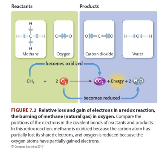 Reactants
HCH
H
Methane
CH4
Products
Oxygen
- becomes oxidized
+ 20₂
0 CO
Carbon dioxide
H-OH
Water
+ Energy + 2 H₂O
becomes reduced.
FIGURE 7.2 Relative loss and gain of electrons in a redox reaction,
the burning of methane (natural gas) in oxygen. Compare the
positions of the electrons in the covalent bonds of reactants and products.
In this redox reaction, methane is oxidized because the carbon atom has
partially lost its shared electrons, and oxygen is reduced because the
oxygen atoms have partially gained electrons.
ⒸCengage Learning 2017