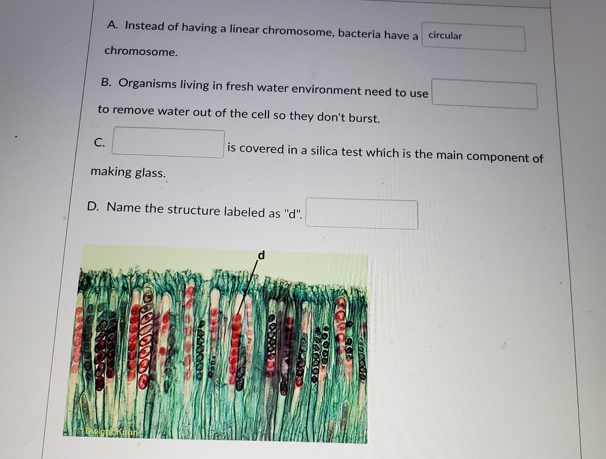 A. Instead of having a linear chromosome, bacteria have a
circular
chromosome.
B. Organisms living in fresh water environment need to use
to remove water out of the cell so they don't burst.
C.
is covered in a silica test which is the main component of
making glass.
D. Name the structure labeled as "d".
