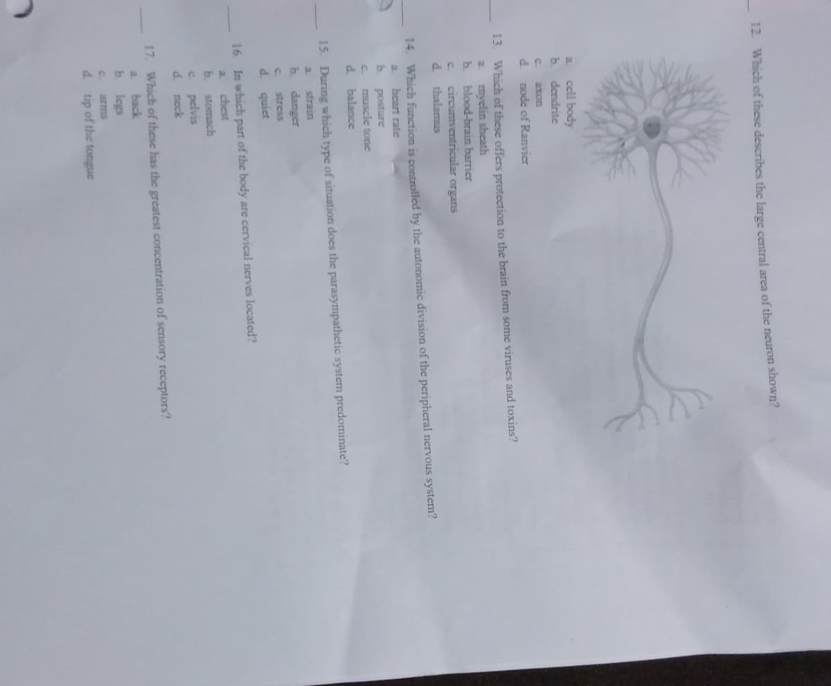 12. Which of these describes the large central area of the neuron shown?
a
b.
C.
axon
d node of Ranvier
13. Which of these offers protection to the brain from some viruses and toxins?
myelin sheath
a
b. blood-brain barrier
cell body
dendrite
C circumventricular organs
d thalamus
14. Which function is controlled by the autonomic division of the peripheral nervous system?
heart rate
a
b
C.
d.
b.
15. During which type of situation does the parasympathetic system predominate?
strain
danger
stress
quiet
d.
posture
muscle tone
balance
16. In which part of the body are cervical nerves located?
a chest
b.
stomach
pelvis
C
d. neck
17. Which of these has the greatest concentration of sensory receptors?
back
legs
b.
C.
d. tip of the tongue