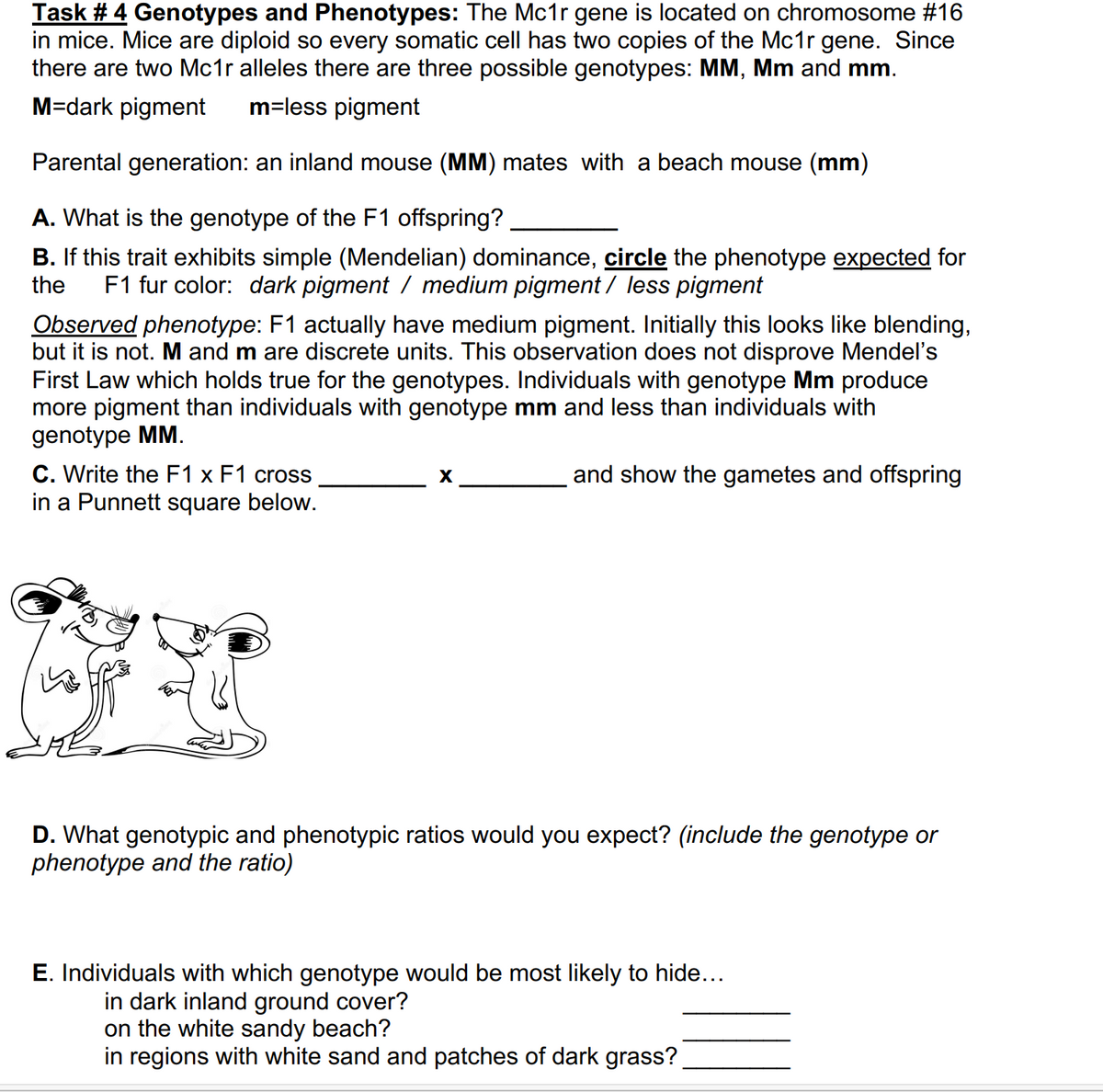 Task # 4 Genotypes and Phenotypes: The Mc1r gene is located on chromosome #16
in mice. Mice are diploid so every somatic cell has two copies of the Mc1r gene. Since
there are two Mc1r alleles there are three possible genotypes: MM, Mm and mm.
M-dark pigment m=less pigment
Parental generation: an inland mouse (MM) mates with a beach mouse (mm)
A. What is the genotype of the F1 offspring?
B. If this trait exhibits simple (Mendelian) dominance, circle the phenotype expected for
the F1 fur color: dark pigment / medium pigment / less pigment
Observed phenotype: F1 actually have medium pigment. Initially this looks like blending,
but it is not. M and m are discrete units. This observation does not disprove Mendel's
First Law which holds true for the genotypes. Individuals with genotype Mm produce
more pigment than individuals with genotype mm and less than individuals with
genotype MM.
and show the gametes and offspring
C. Write the F1 x F1 cross
in a Punnett square below.
X
D. What genotypic and phenotypic ratios would you expect? (include the genotype or
phenotype and the ratio)
E. Individuals with which genotype would be most likely to hide...
in dark inland ground cover?
on the white sandy beach?
in regions with white sand and patches of dark grass?