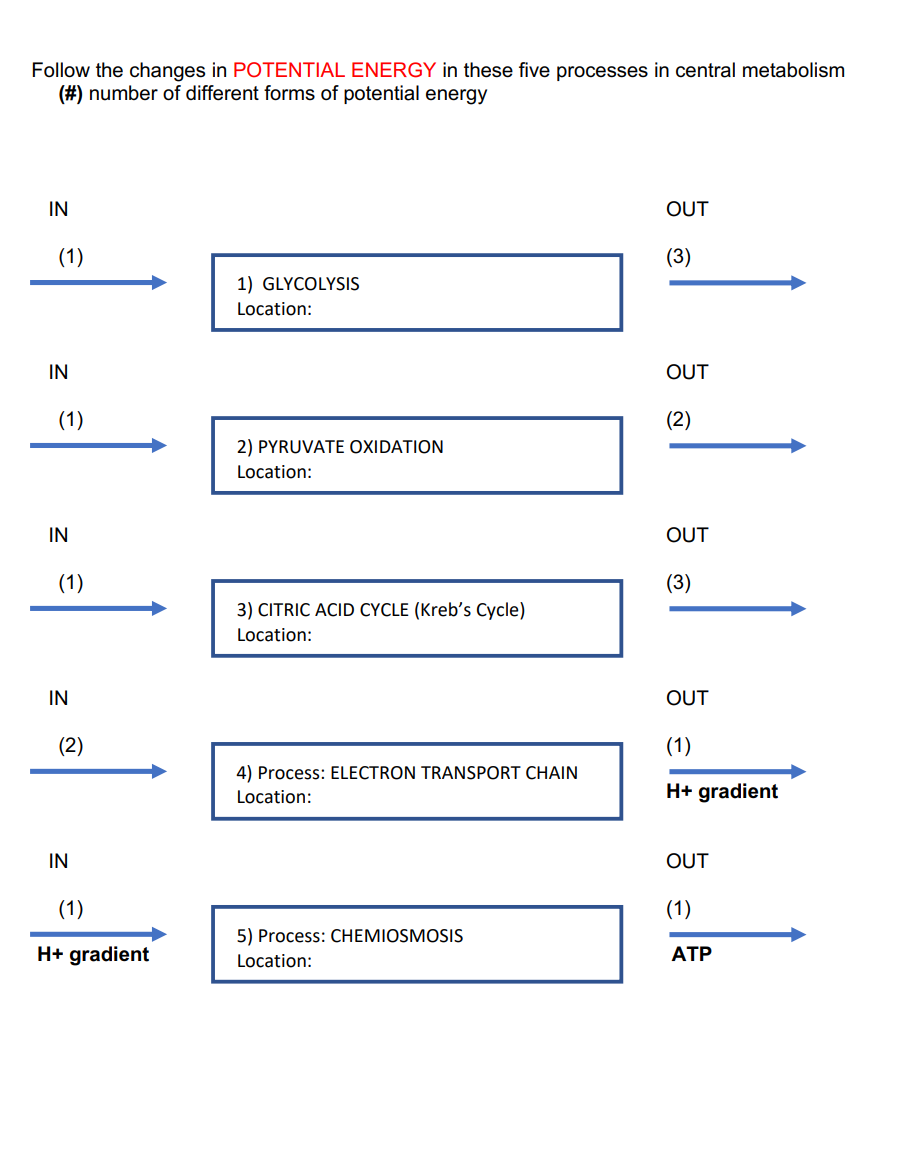 Follow the changes in POTENTIAL ENERGY in these five processes in central metabolism
(#) number of different forms of potential energy
IN
(1)
IN
(1)
IN
(1)
IN
(2)
IN
(1)
H+ gradient
1) GLYCOLYSIS
Location:
2) PYRUVATE OXIDATION
Location:
3) CITRIC ACID CYCLE (Kreb's Cycle)
Location:
4) Process: ELECTRON TRANSPORT CHAIN
Location:
5) Process: CHEMIOSMOSIS
Location:
OUT
(3)
OUT
(2)
OUT
(3)
OUT
(1)
H+ gradient
OUT
(1)
ATP