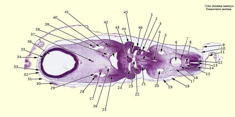 35
34
33.
36
32-
38.
37.
Vorste
31-
30-
39.
40,
29
28
27
26
2
25
45
43 44
24
23
46
22
21
20
19
18
16
17
72hr chicken embryo
Transverse section
-10
11
-13
-14
15
12