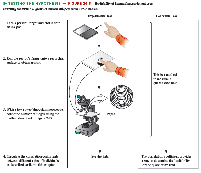 >TESTING THE HYPOTHESIS - FIGURE 24.8 Heritability of human flngerprint patterns.
Starting mater lal : A group of human subjects from Great Britain.
Experimental level
Conceptual level
1. Take a person's finger and blot it onto
an ink pad.
2. Roll the person's finger onto a recording
surface to obtain a print.
This is a method
to measure a
quantitative trait.
3. With a low-power binocular microscope,
count the number of ridges, using the
method described in Figure 24.7.
-Paper
The correlation coefficient provides
a way to determine the heritability
for the quantitative trait.
4. Calculate the correlation coefficients
See the data.
between different pairs of individuals,
as described earlier in this chapter.
